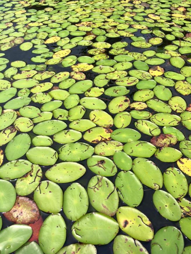 11800360_10205964716970687_2475483928055820769_n