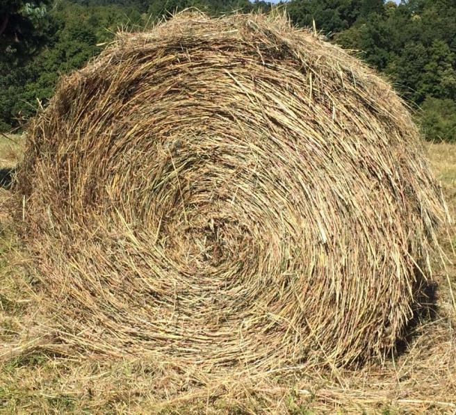 10537071_10203596371123521_6612624084596645545_n