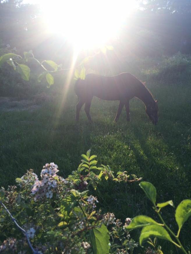 13310459_10208290890843580_7496007537822648454_n