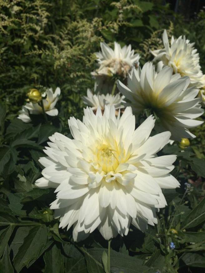 13466185_10208290901283841_2406113267165567398_n